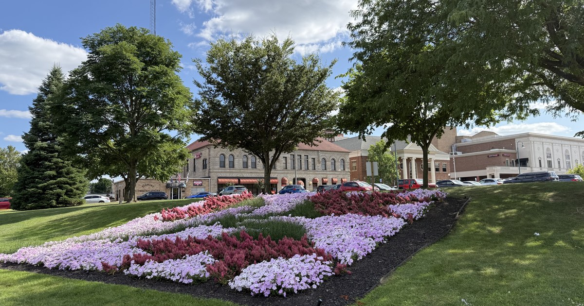 A city flower bed planted in pink, white and magenta blooms on a mown slope, with brick buildings and mature trees behind.